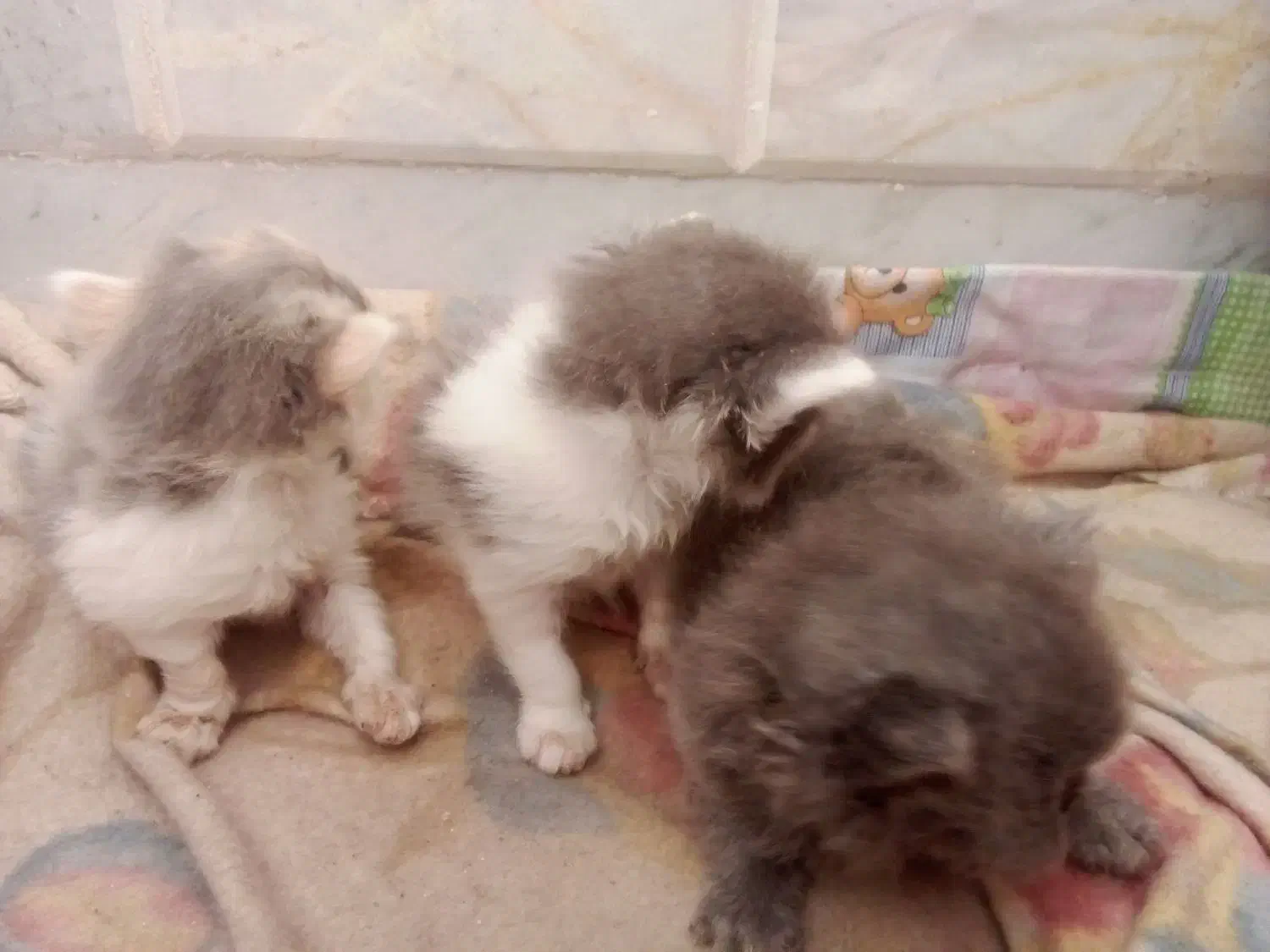 بچه گربه پرشین اصل|گربه|سبزوار, هویزه|دیوار