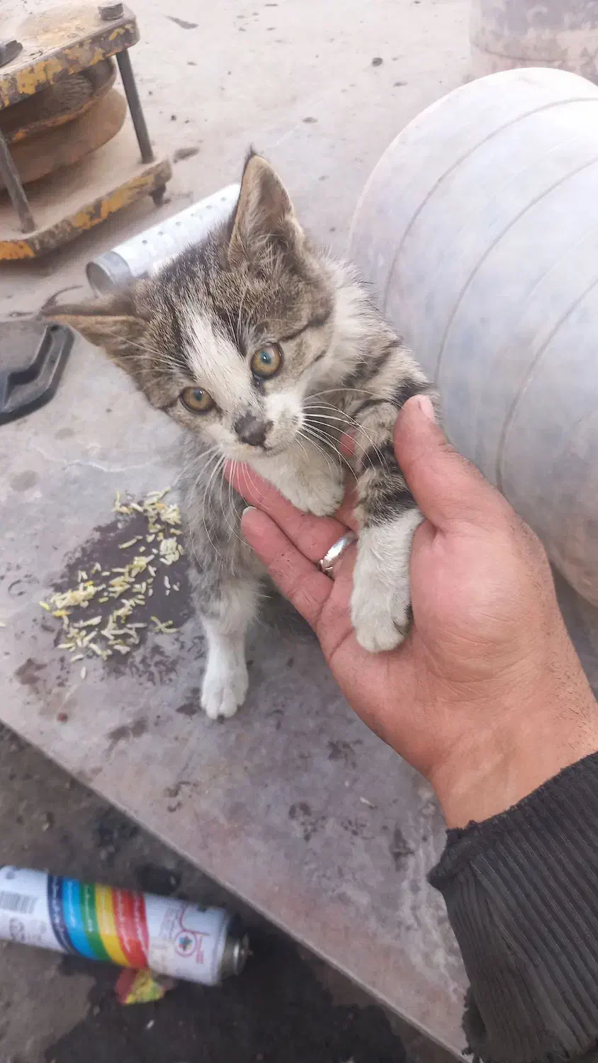 ۶ تا بچه گربه ناز و ملوس بازیگوش|گربه|کهریزک, |دیوار