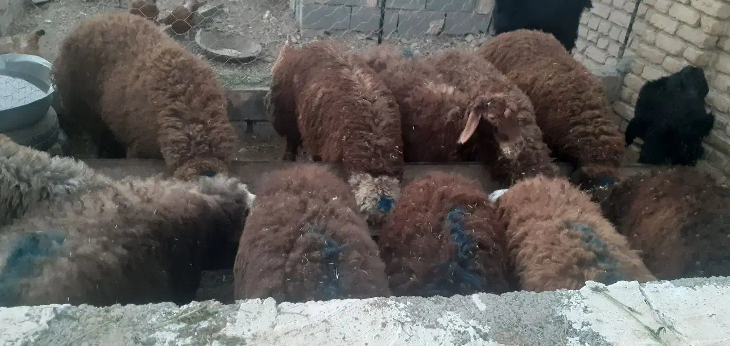 بره نر پای پروار(دامداری برادران اکبرپور)|حیوانات مزرعه|مشهد, توس فردوسی|دیوار