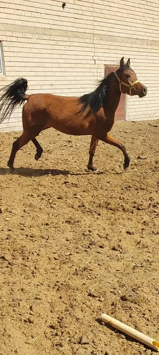 کره مادیان عرب یک سر|اسب و تجهیزات اسب‌سواری|بستان آباد, |دیوار