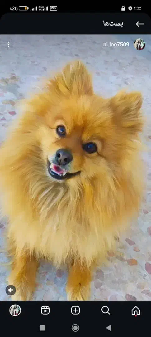 سگ پامرین روباهی|سگ|سیاخ دارنگون, |دیوار