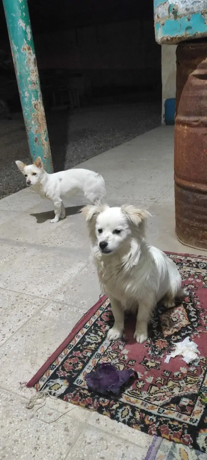 سگ فانتزی اشپیتزو|سگ|قزوین, |دیوار