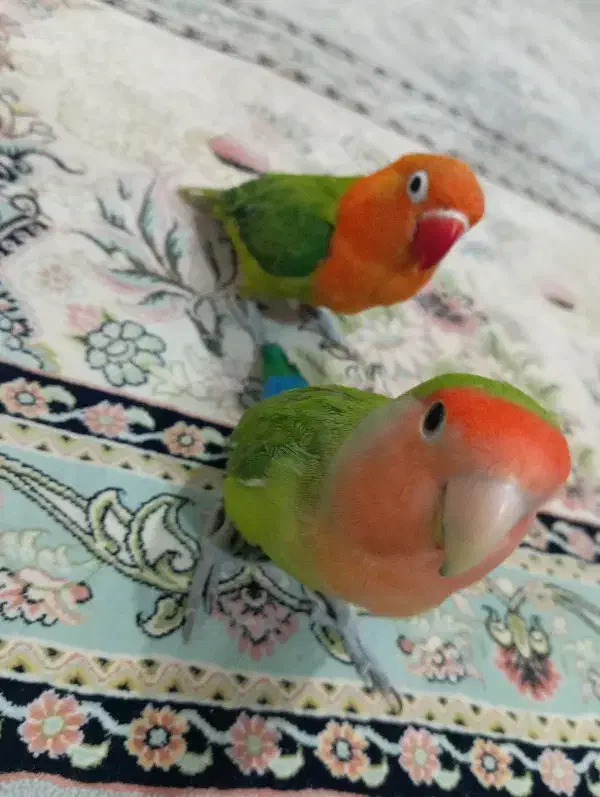 طوطی برزیلی|پرنده|بندرعباس, |دیوار