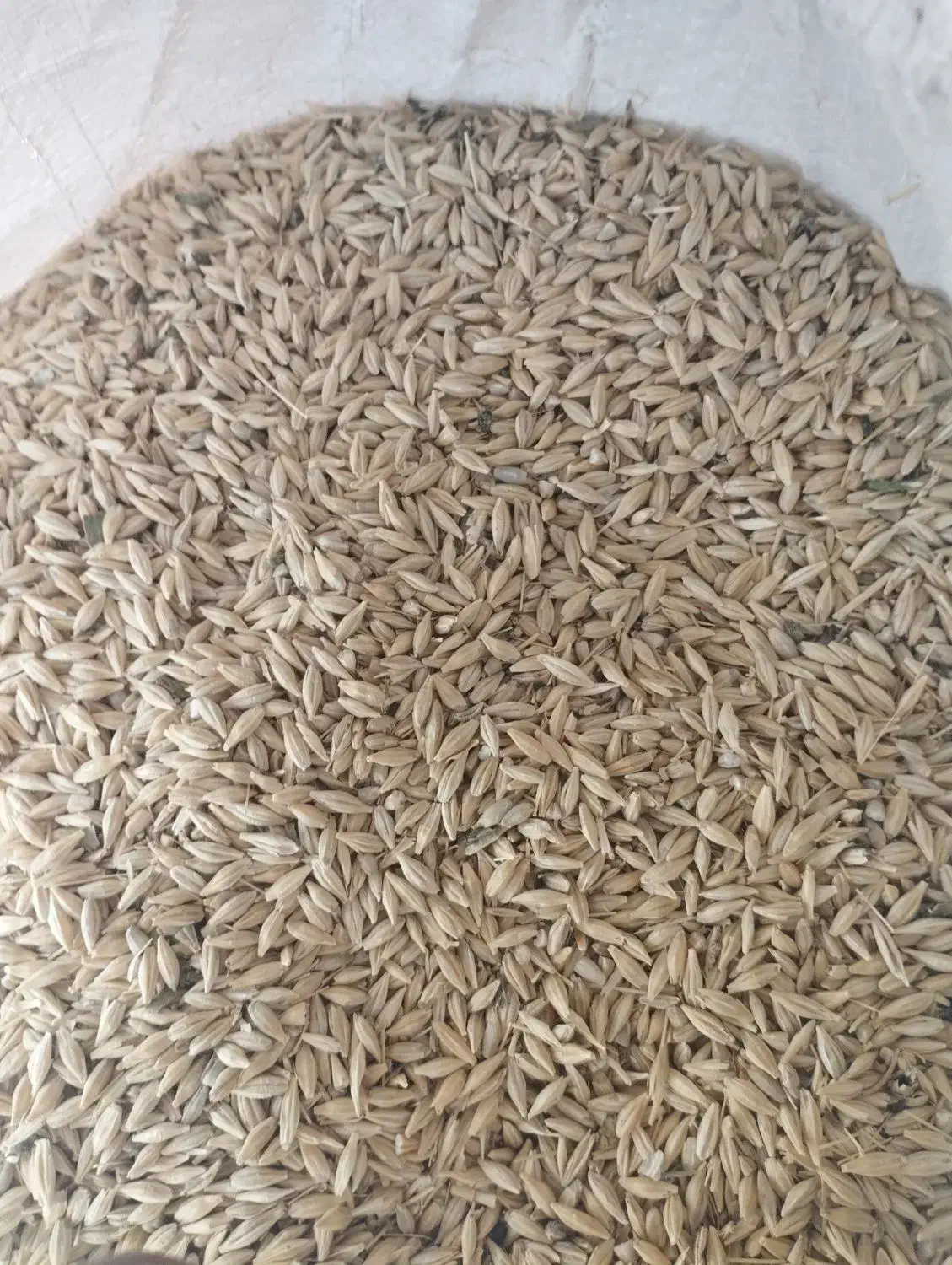 جو دیمی|خدمات باغبانی و درختکاری|افشار, |دیوار