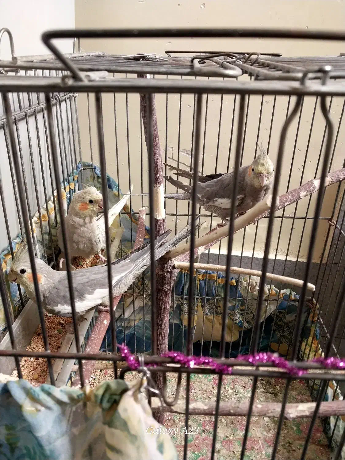 عروس هلندی|پرنده|خاوران, |دیوار