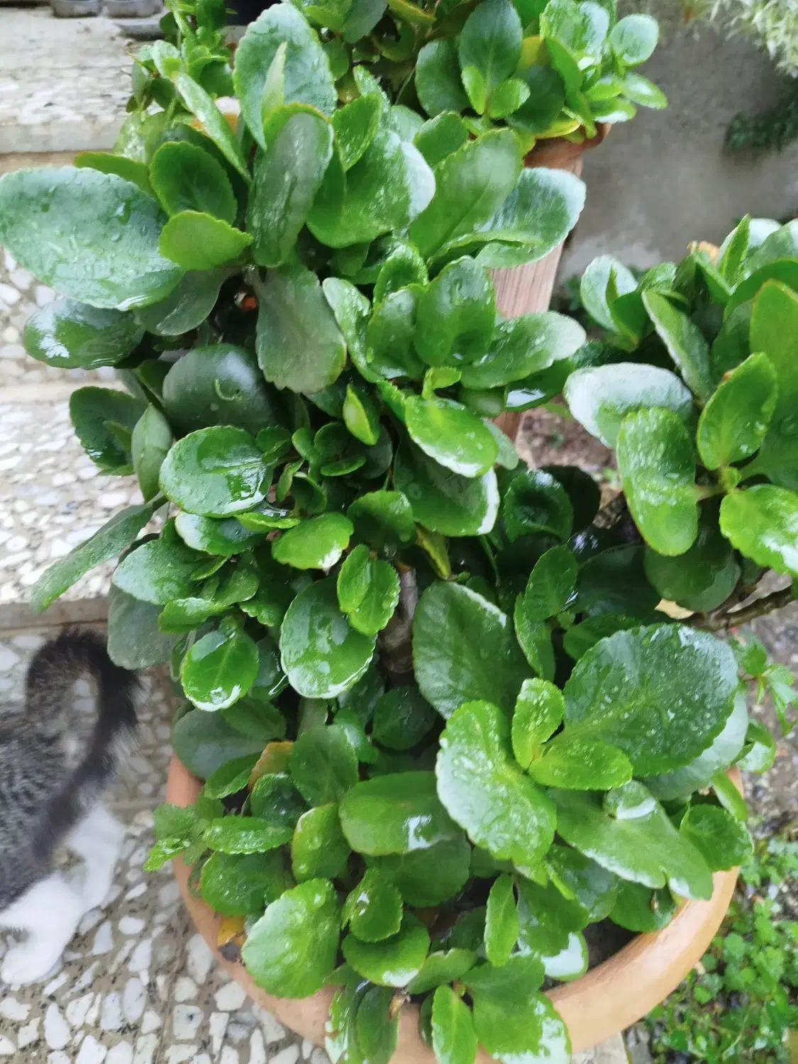 گل قاشقی وگل پدیلانتوس|گل و گیاه طبیعی|لاهیجان, لاشیدان|دیوار