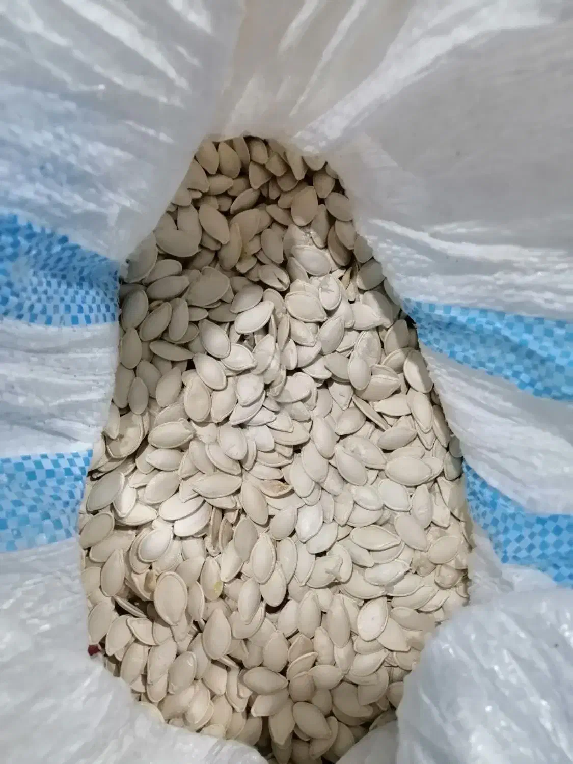 کدو اجیلی لوکس|عمده‌فروشی|اقلید, |دیوار