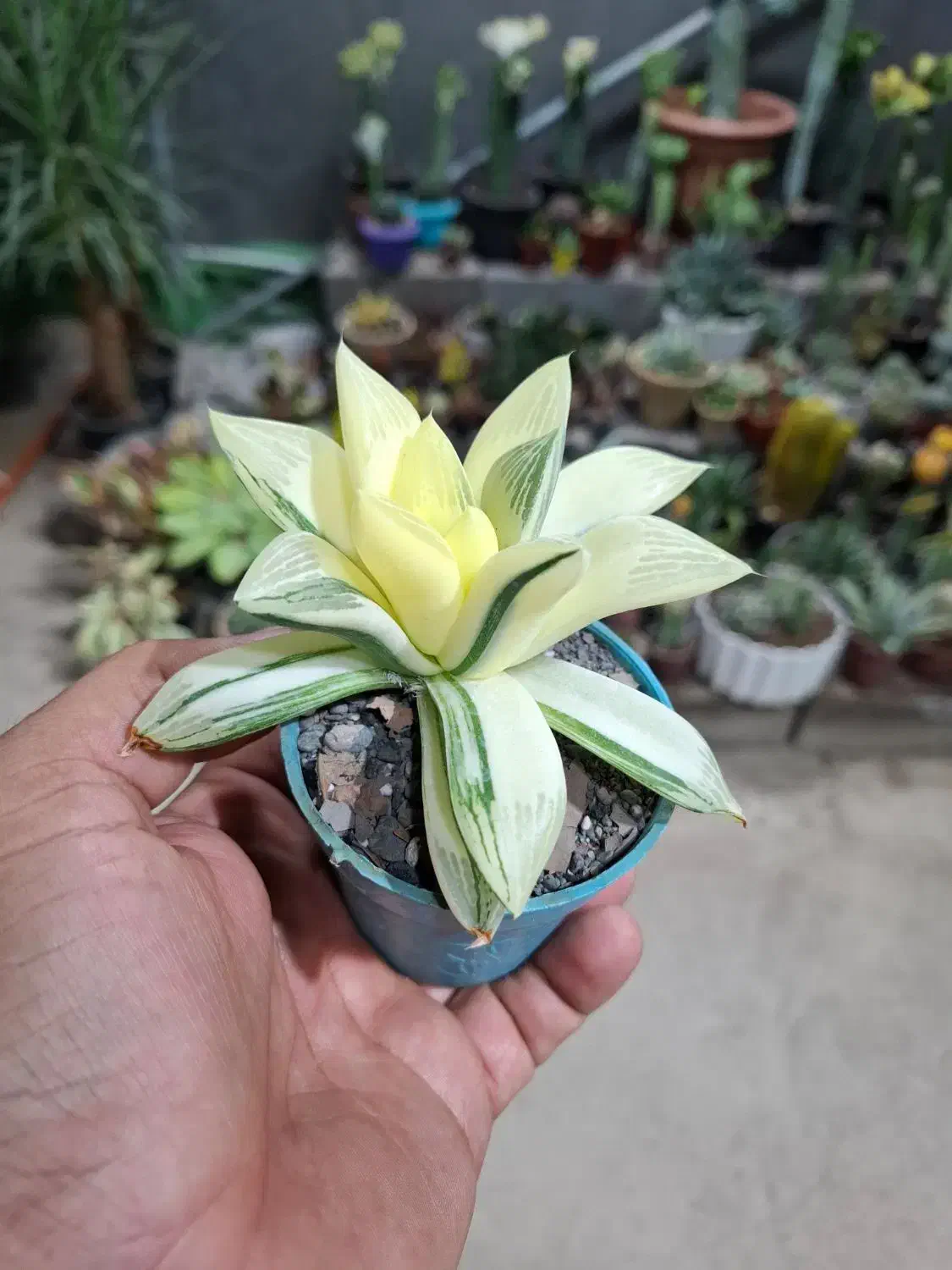 گل،آبنما|گل و گیاه طبیعی|نیشابور, شهرک ولیعصر|دیوار