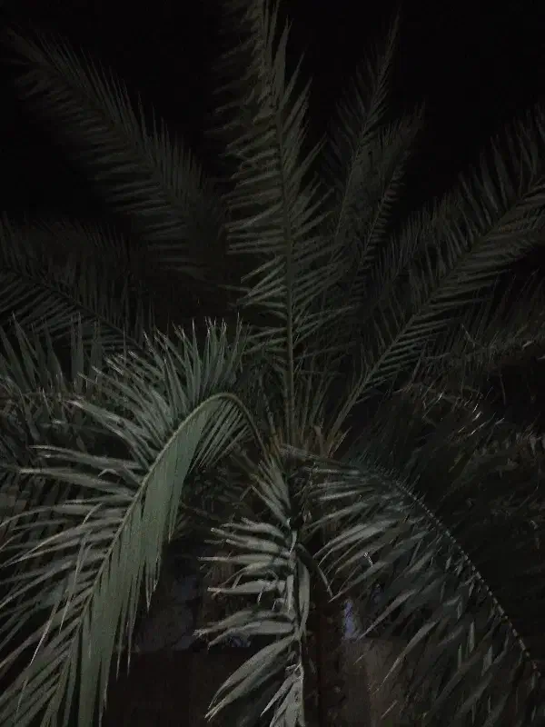 پنجاه و دو اصل نخل|عمده‌فروشی|وحدتیه, |دیوار