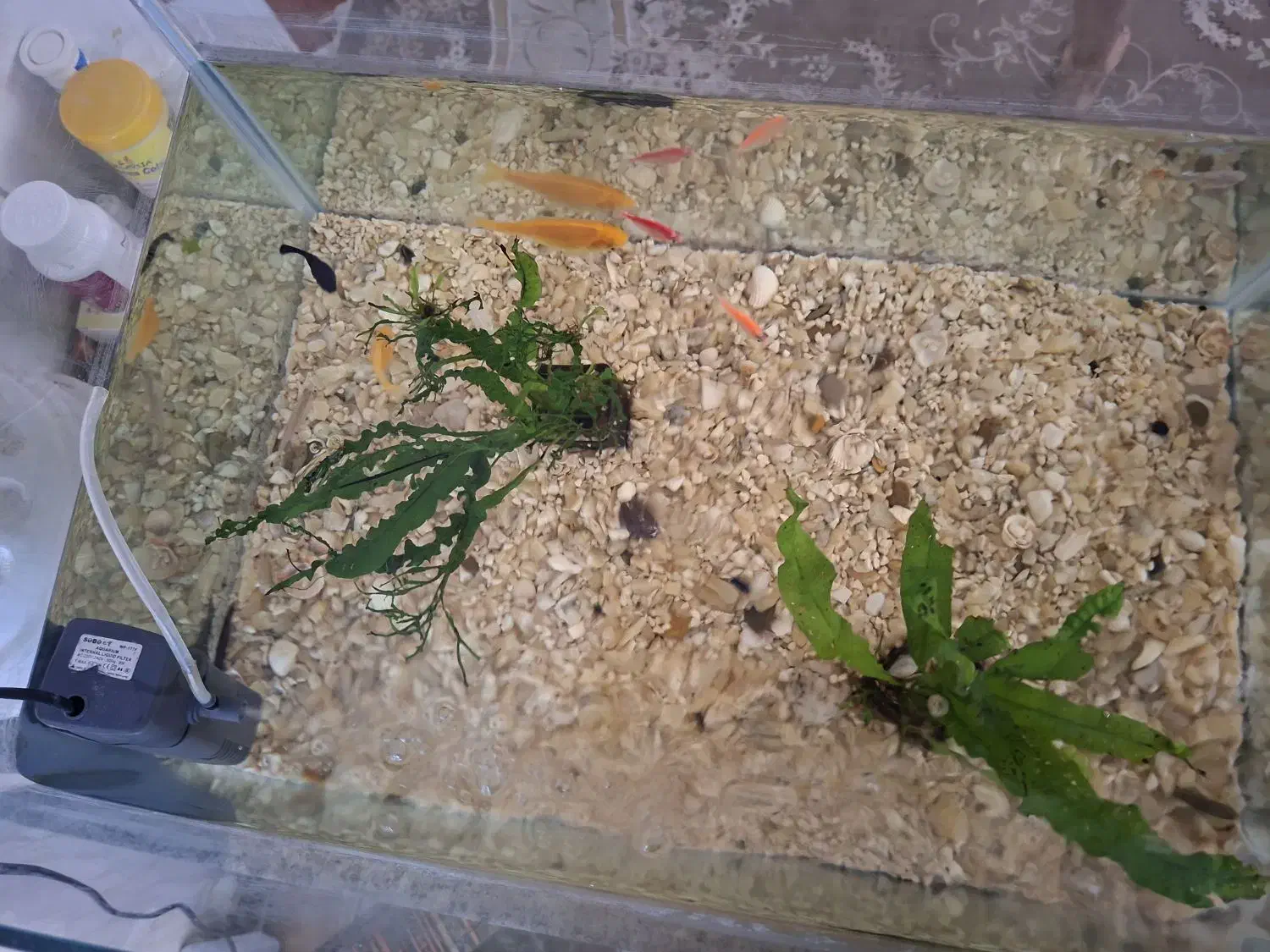 ماهی آکواریوم رنگی تزئینی|ماهی|مشهد, سیلو|دیوار