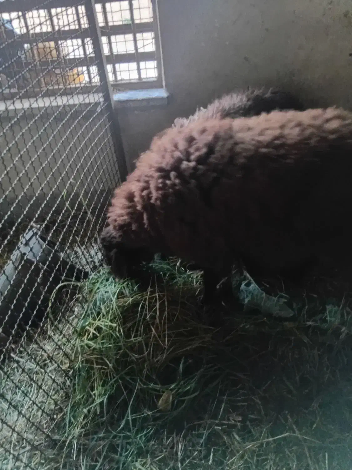 بره نر|حیوانات مزرعه|مشکین‌دشت, |دیوار