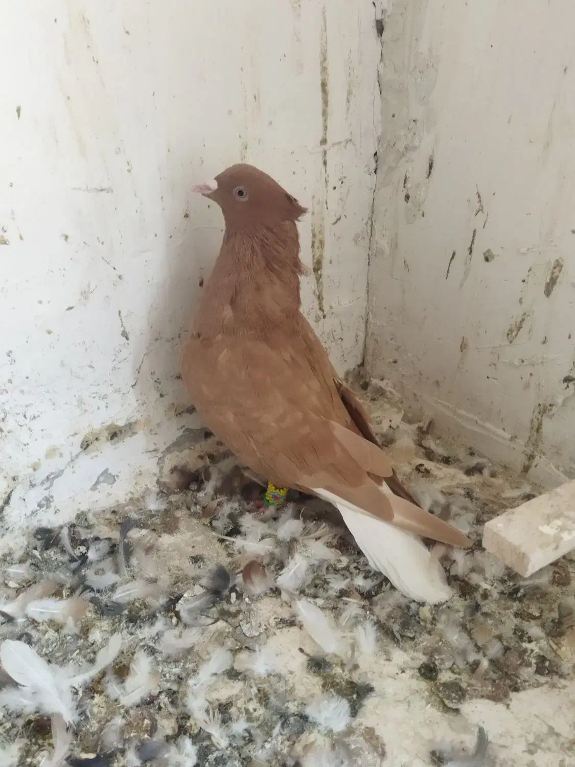 زرد دم سفید نر کاکلی|پرنده|تربتحیدریه, بالا ولایت|دیوار