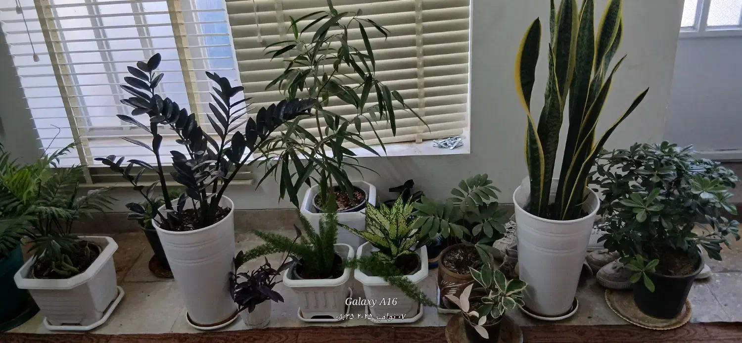 گل آپارتمانی|گل و گیاه طبیعی|شیراز, عادل آباد|دیوار