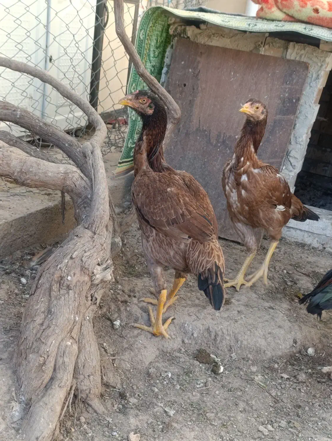 دو عدد|حراج|خوی, |دیوار