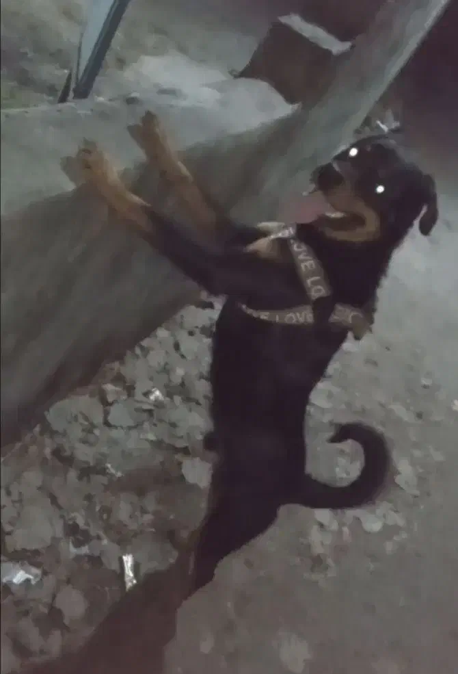 سگ روتوایلر نر|سگ|بندر انزلی, معلم|دیوار