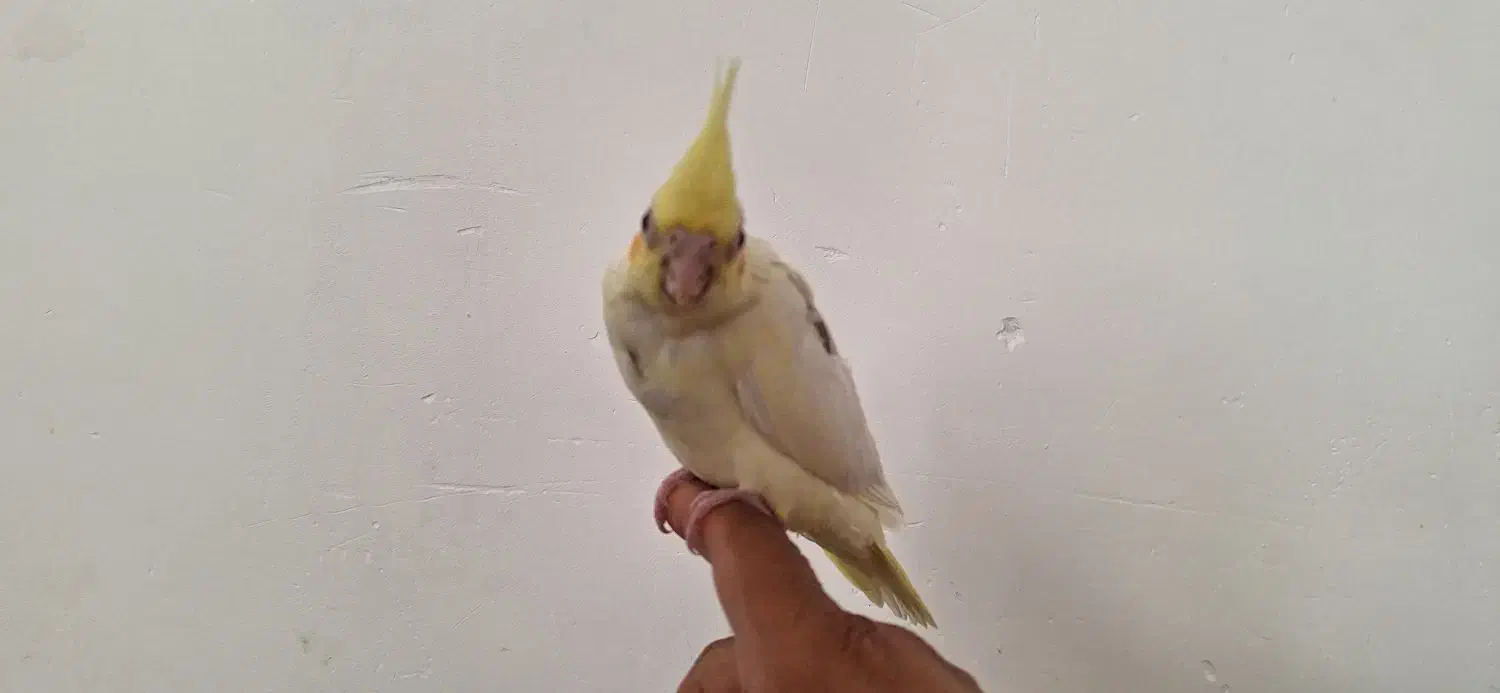 جوجه عروس هلندی|پرنده|چمران, |دیوار