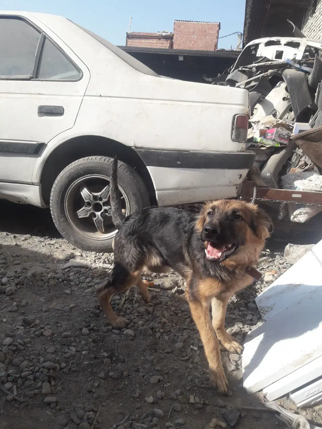 ژرمن شپرد|سگ|گرگان, |دیوار