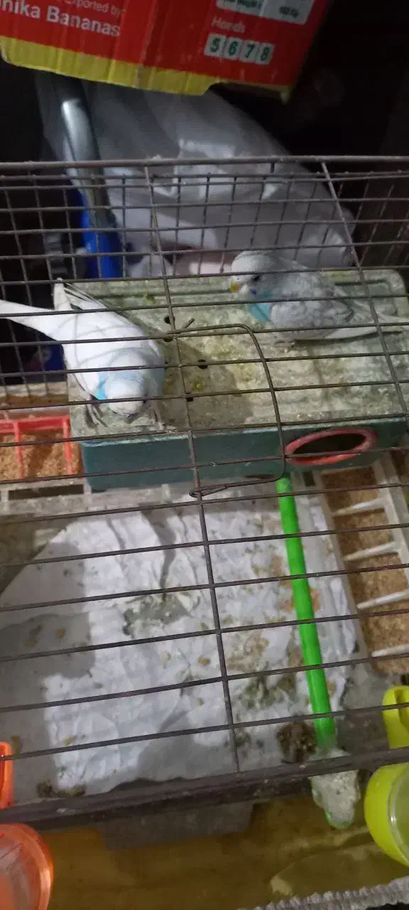 مرغ عشق|پرنده|رشت, آب و برق|دیوار