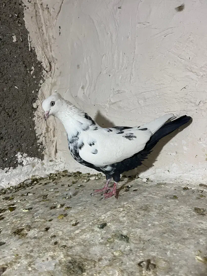 دم سیاه معاوضه با پلاکی|پرنده|فسا, |دیوار