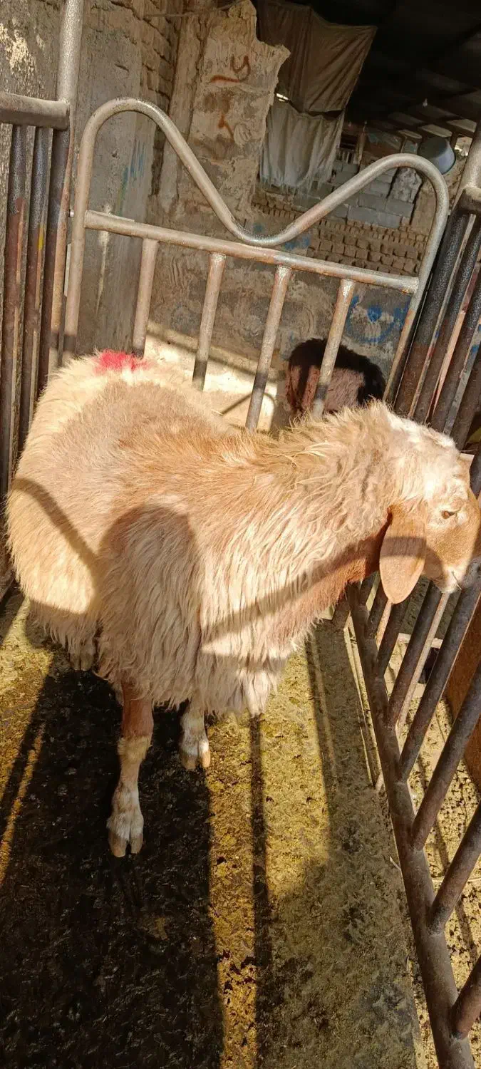 ...گوسفند|حیوانات مزرعه|تهران, بهارستان|دیوار