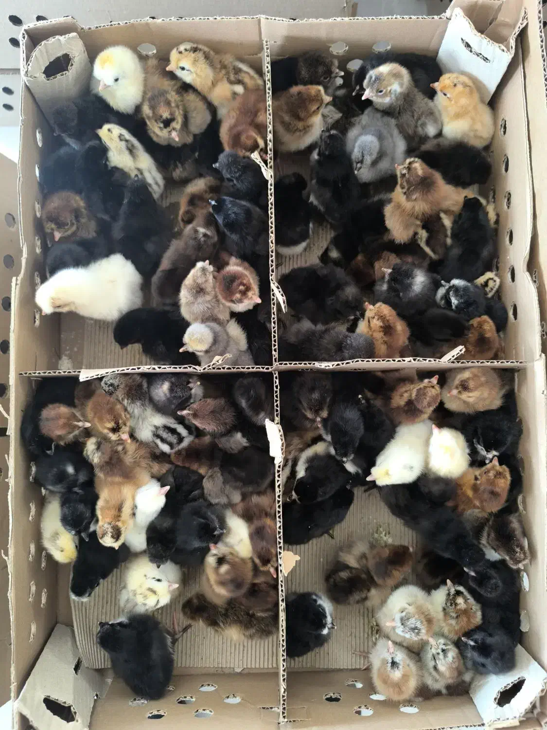 جوجه یک روزه اردک پکنی و گلپایگانی|حیوانات مزرعه|آمل, |دیوار