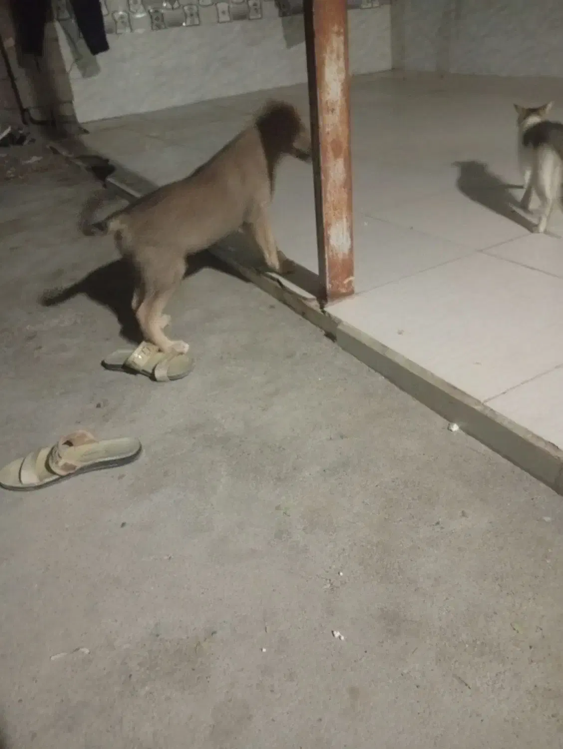 سگ سرابی|سگ|میناب, |دیوار