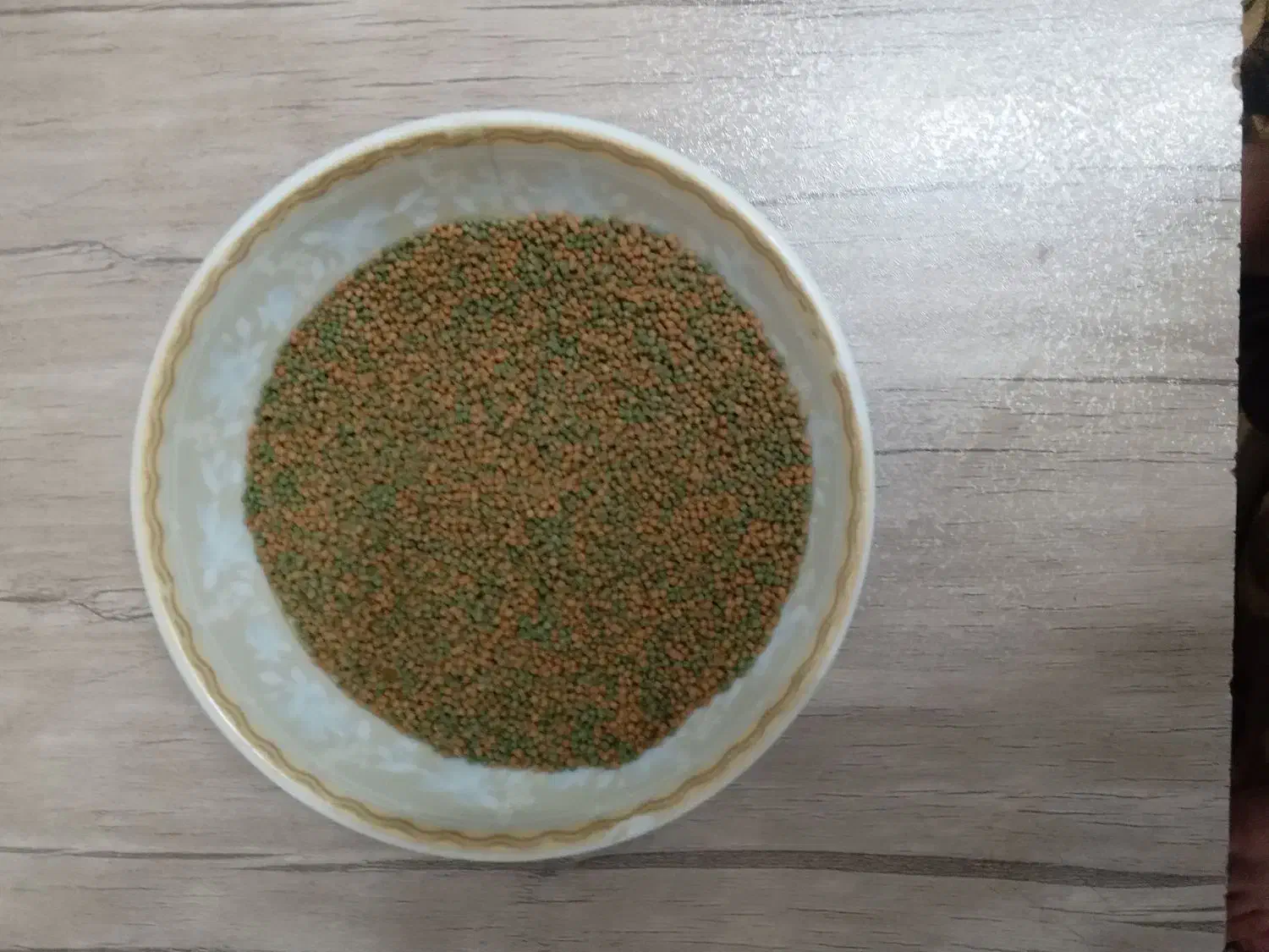 9 تا ماهی  و   1 شکم پر  گوپی|ماهی|تربت جام, شهید غلام زاده|دیوار