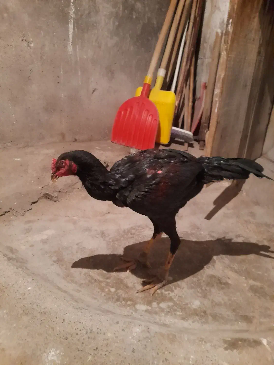 خروس لاری مشکی|حیوانات مزرعه|اردبیل, |دیوار