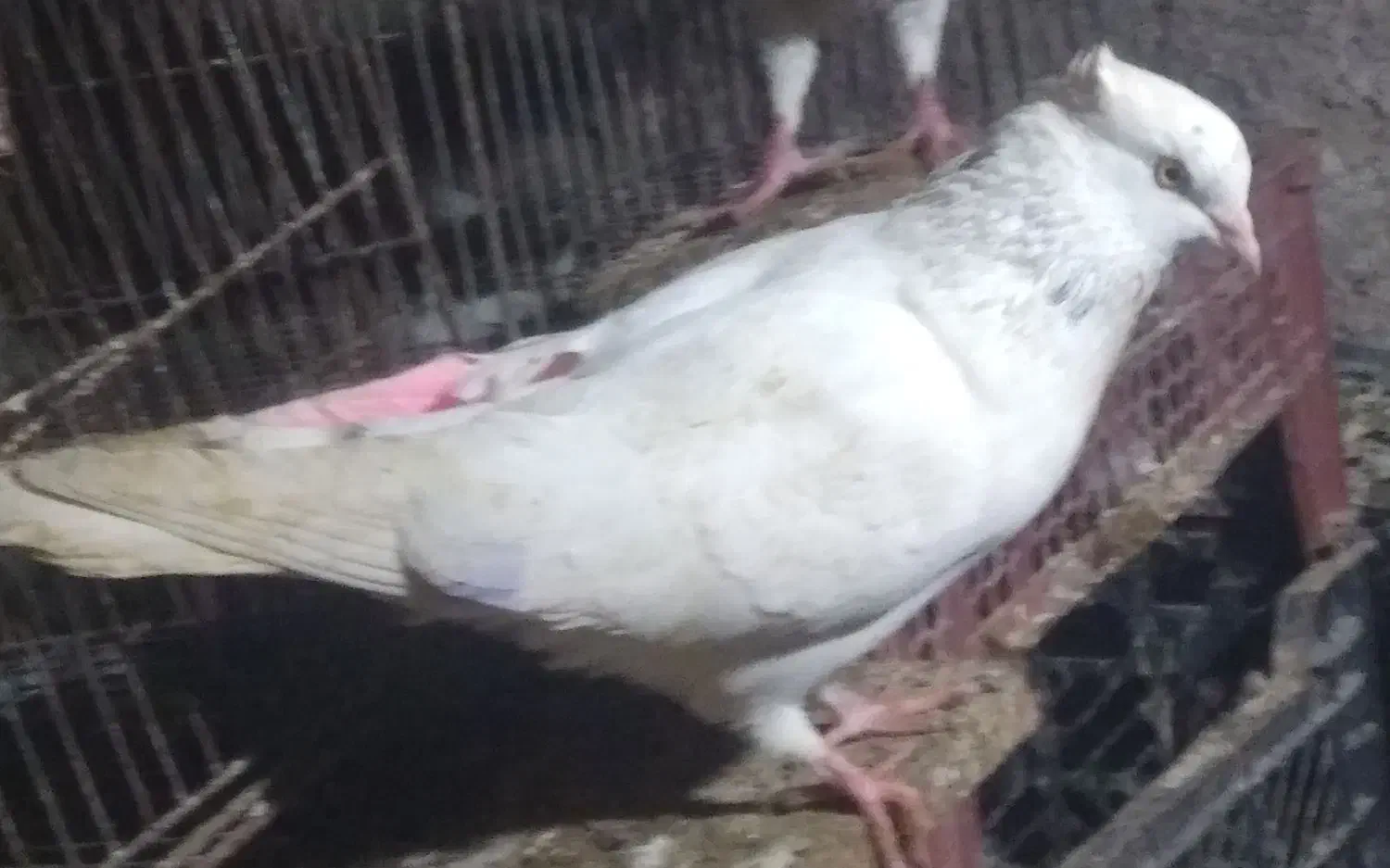 کبوتر|پرنده|قرچک, محمد آباد|دیوار