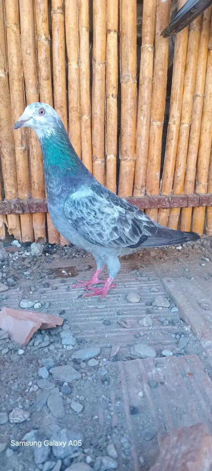 کبوتر نر مخصوص بازی|پرنده|بندر ترکمن, |دیوار