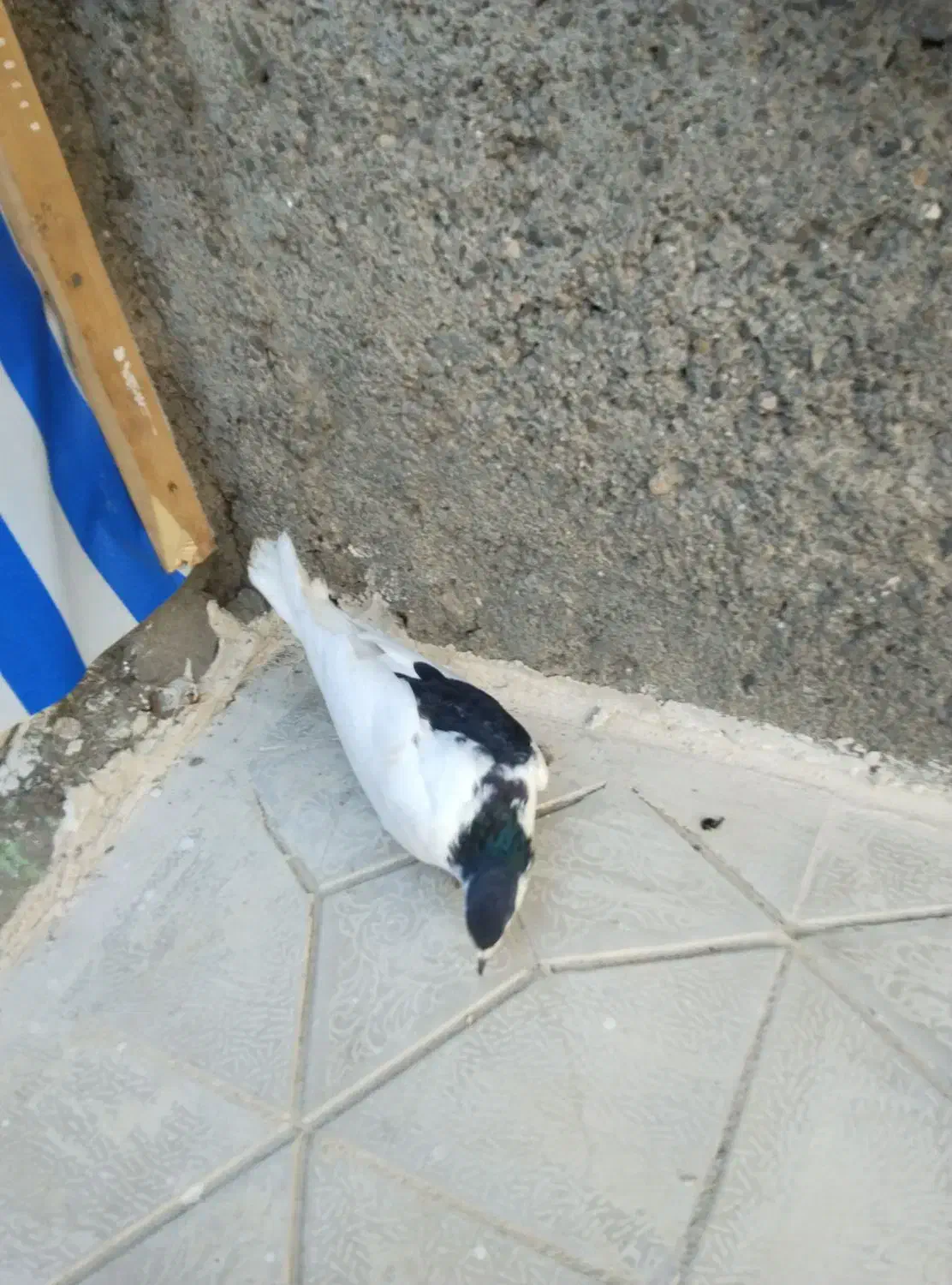 کبوتر نر ماده|پرنده|چناران, |دیوار