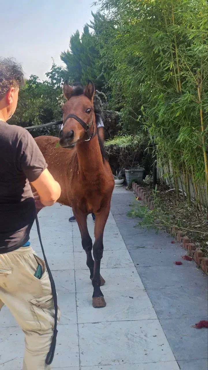 کره اسب نریان کرد اصیل|اسب و تجهیزات اسبسواری|چالوس, |دیوار