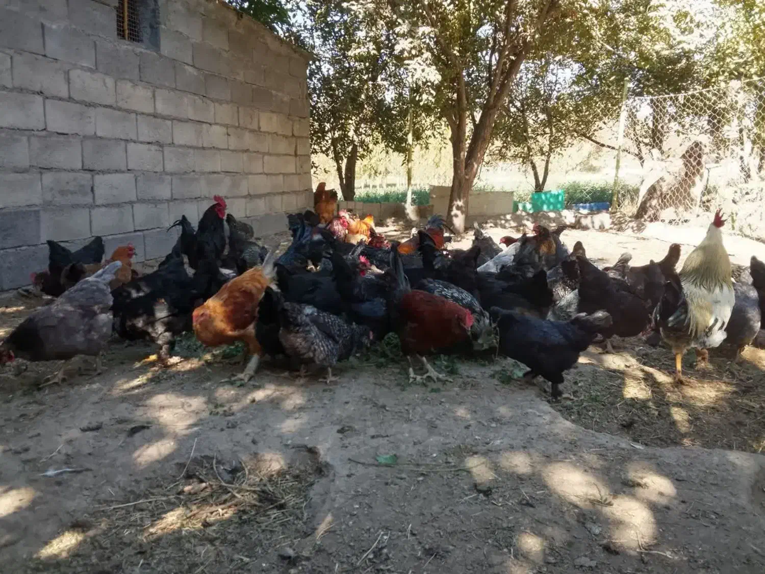 تخم مرغ نطفه دار گلپایگان و مرندی|حیوانات مزرعه|زنجان, |دیوار