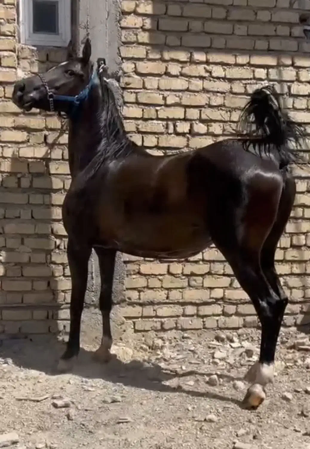 مادیان درجه یک|اسب و تجهیزات اسبسواری|اصفهان, جاوان|دیوار