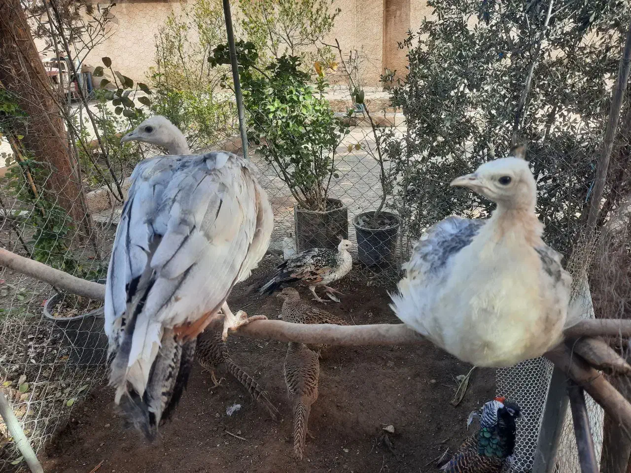 طاووس مصری و بلژیکی|پرنده|تهران, صادقیه|دیوار