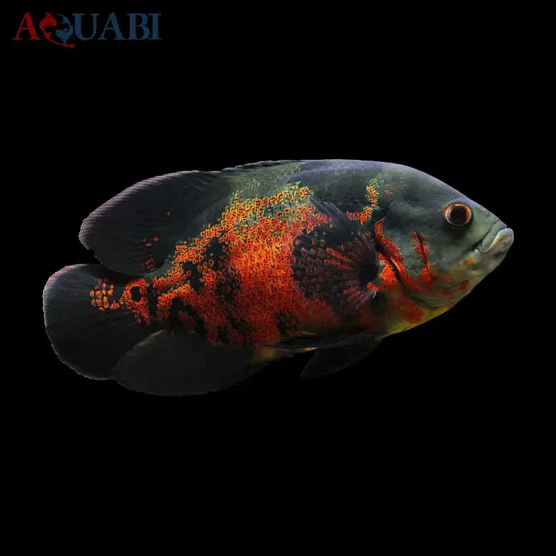 اکواریوم ماهی اسکار  و لوازم|ماهی|چهاردانگه (تهران), |دیوار