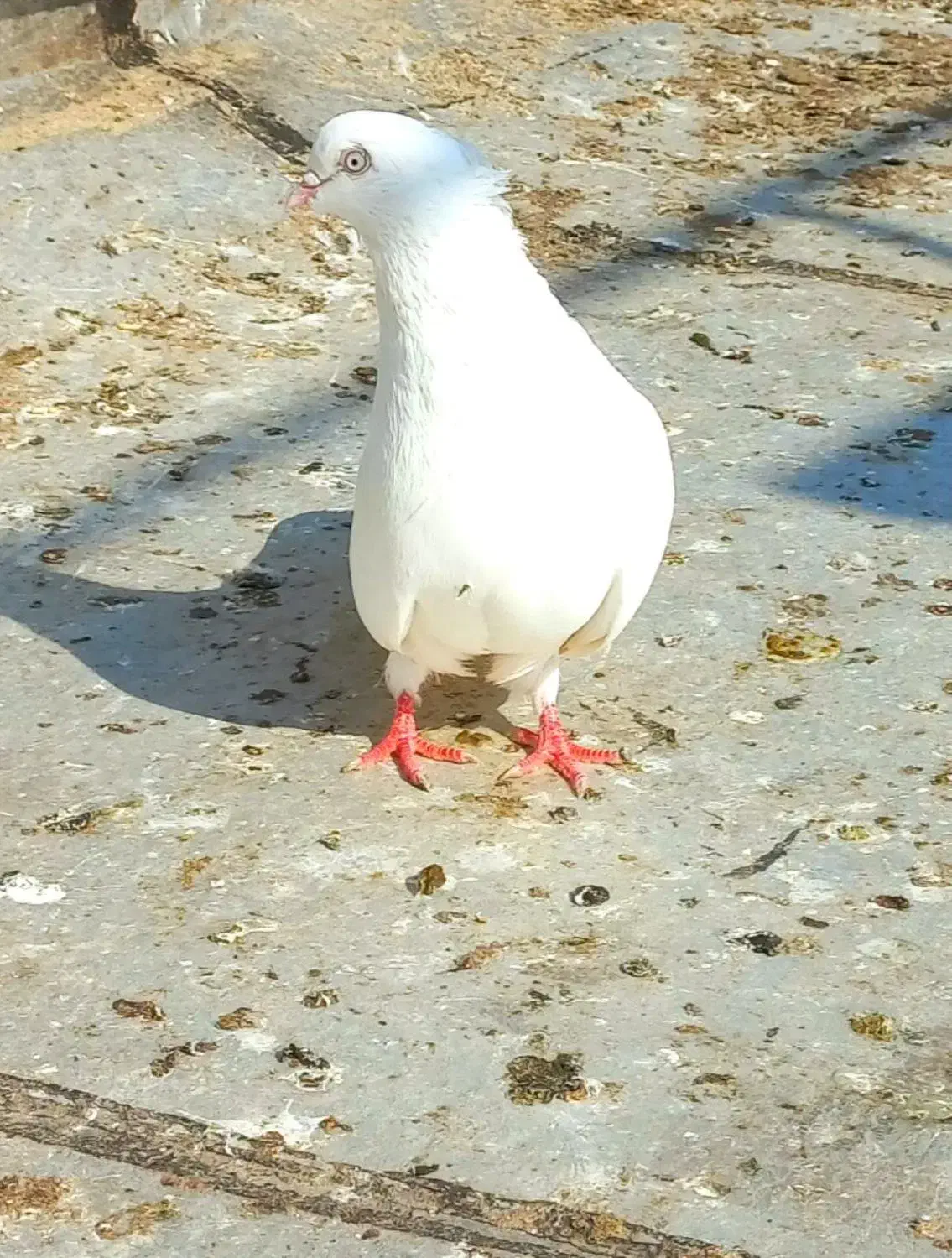 کبوتر سفید و سَبز کاکُلی (نوک کوتاه)|پرنده|تهران, بوستان سرخه حصار|دیوار