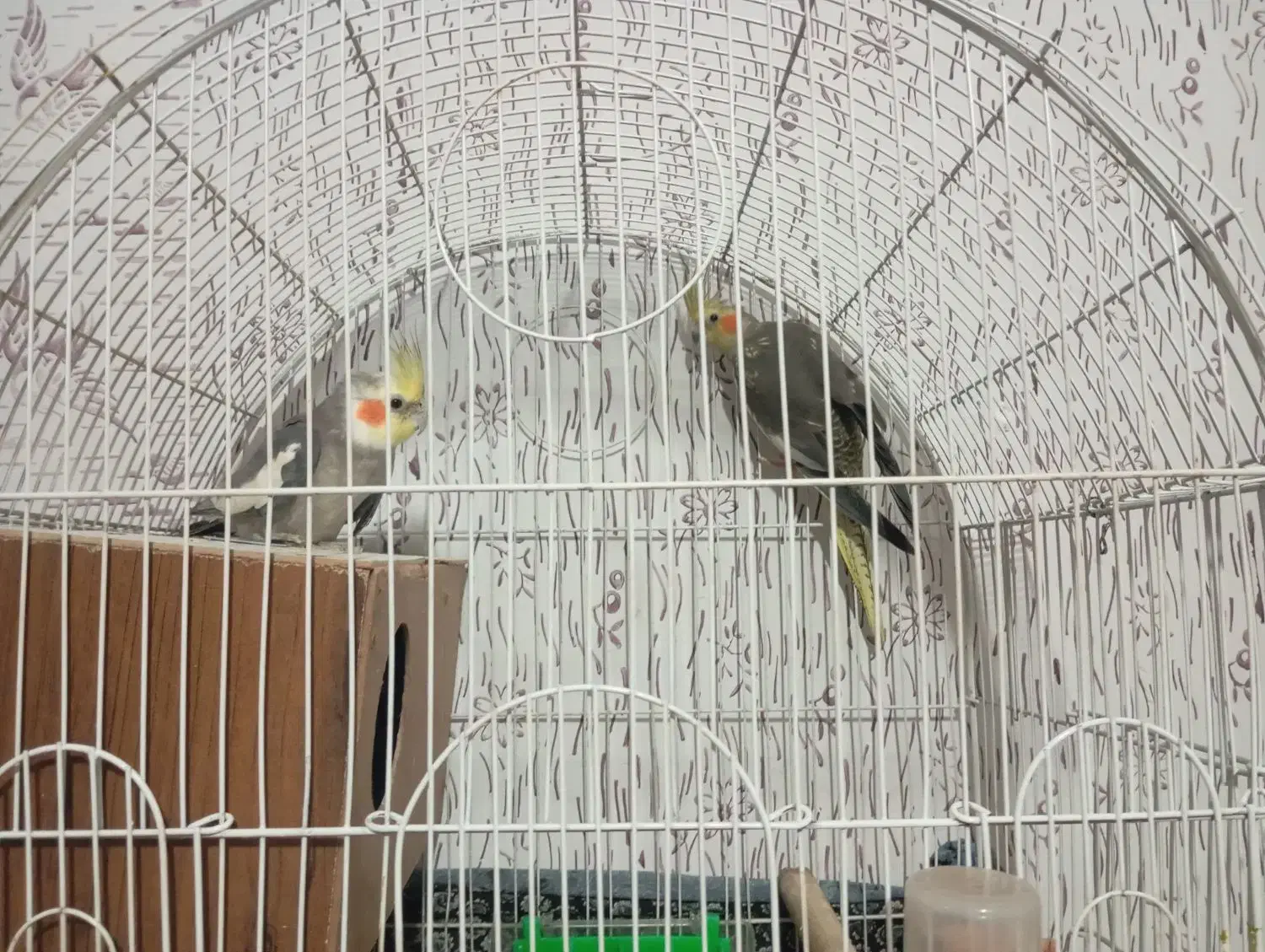 عروس هلندی|پرنده|مشهد, کوشش|دیوار