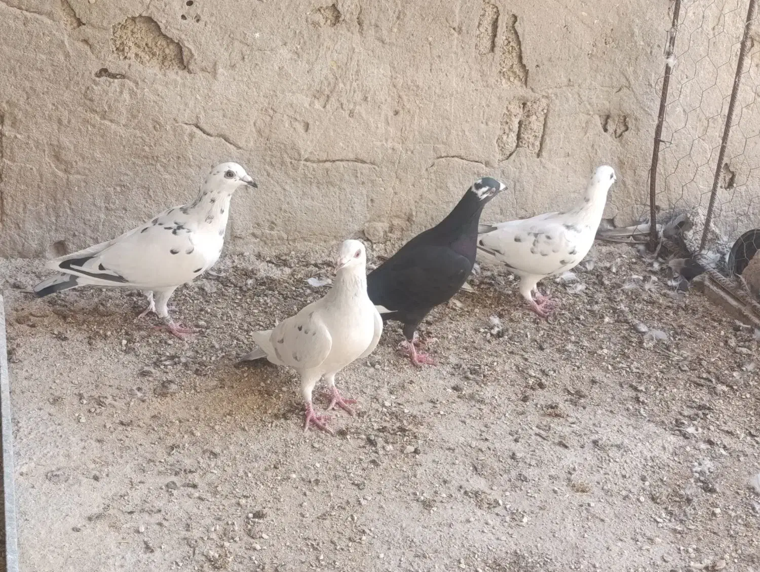 کبوتر|پرنده|برازجان, |دیوار
