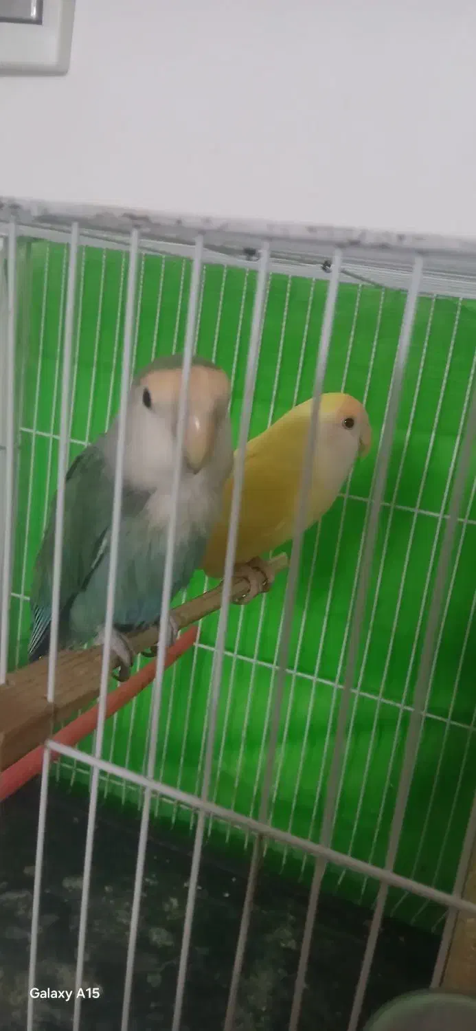 طوطی کتوله|پرنده|شیروان (خراسان), |دیوار