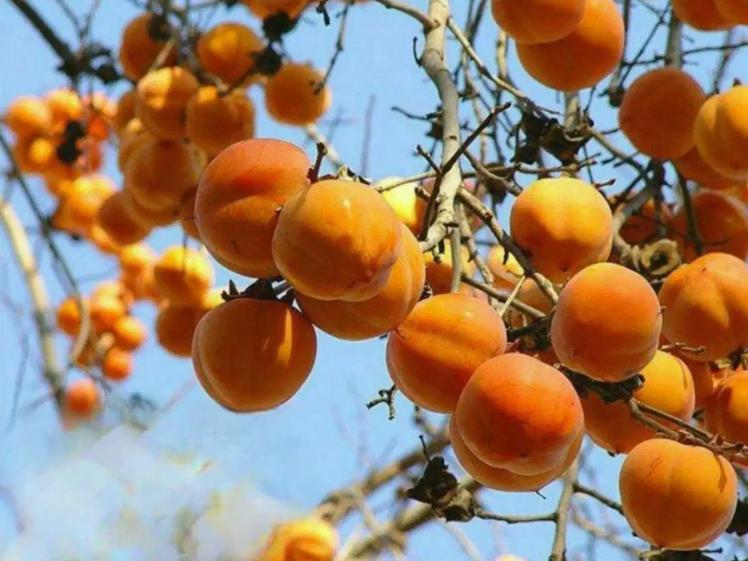 نهال زردآلو|گل و گیاه طبیعی|میانه, |دیوار