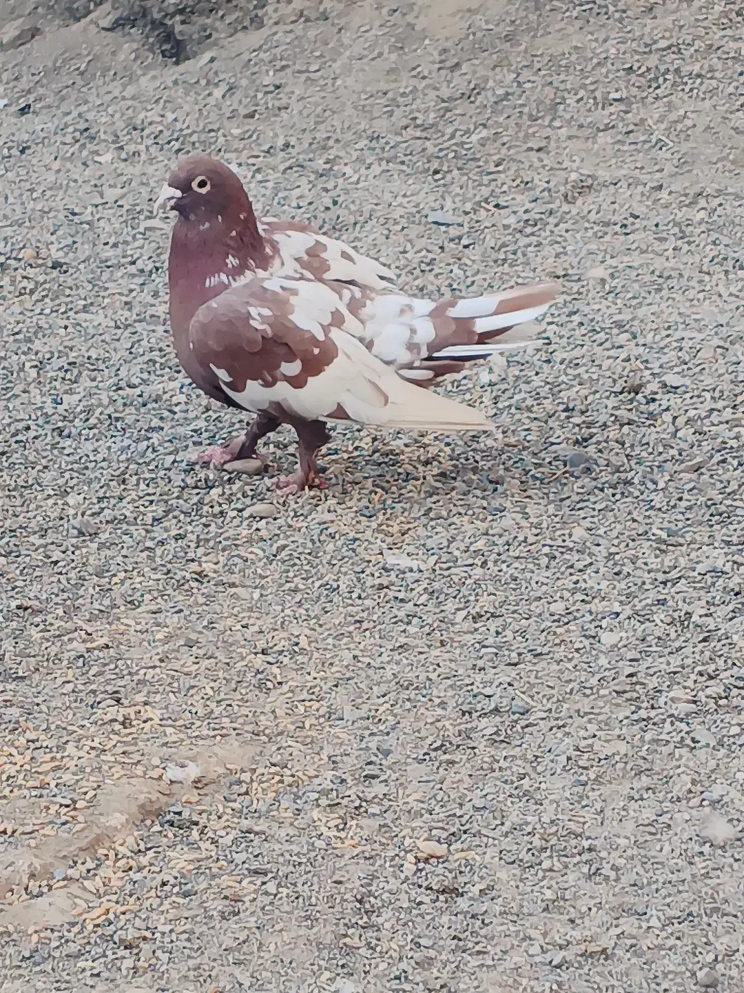 کبوتر نر|پرنده|جزنیک, |دیوار