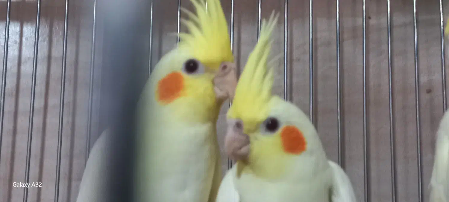 عروس هلندی مولد|پرنده|تهران, بهداشت|دیوار