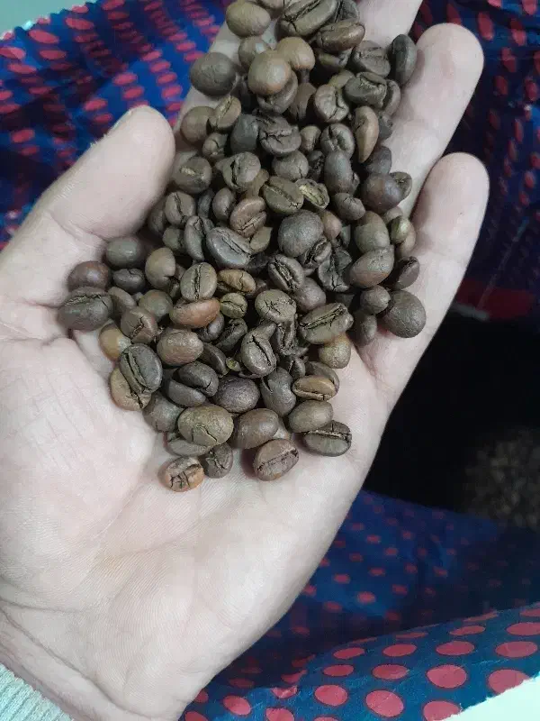 دان قهوه کلی و جزئی|عمده‌فروشی|تربت‌حیدریه, مسجد جامع|دیوار