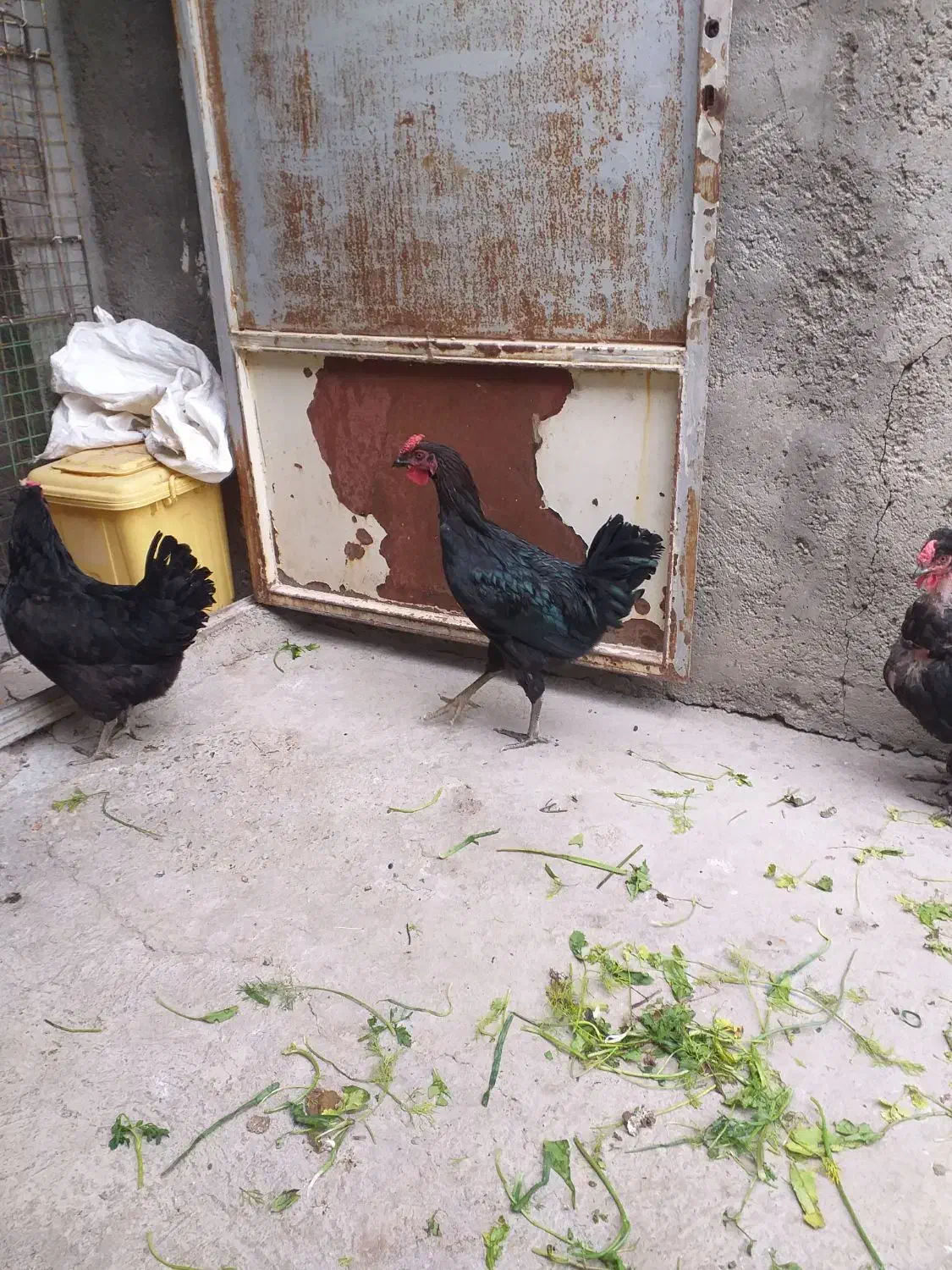 سلام یک عددخروس خالص سیاه چهل تاج|حیوانات مزرعه|شاهین دژ, |دیوار