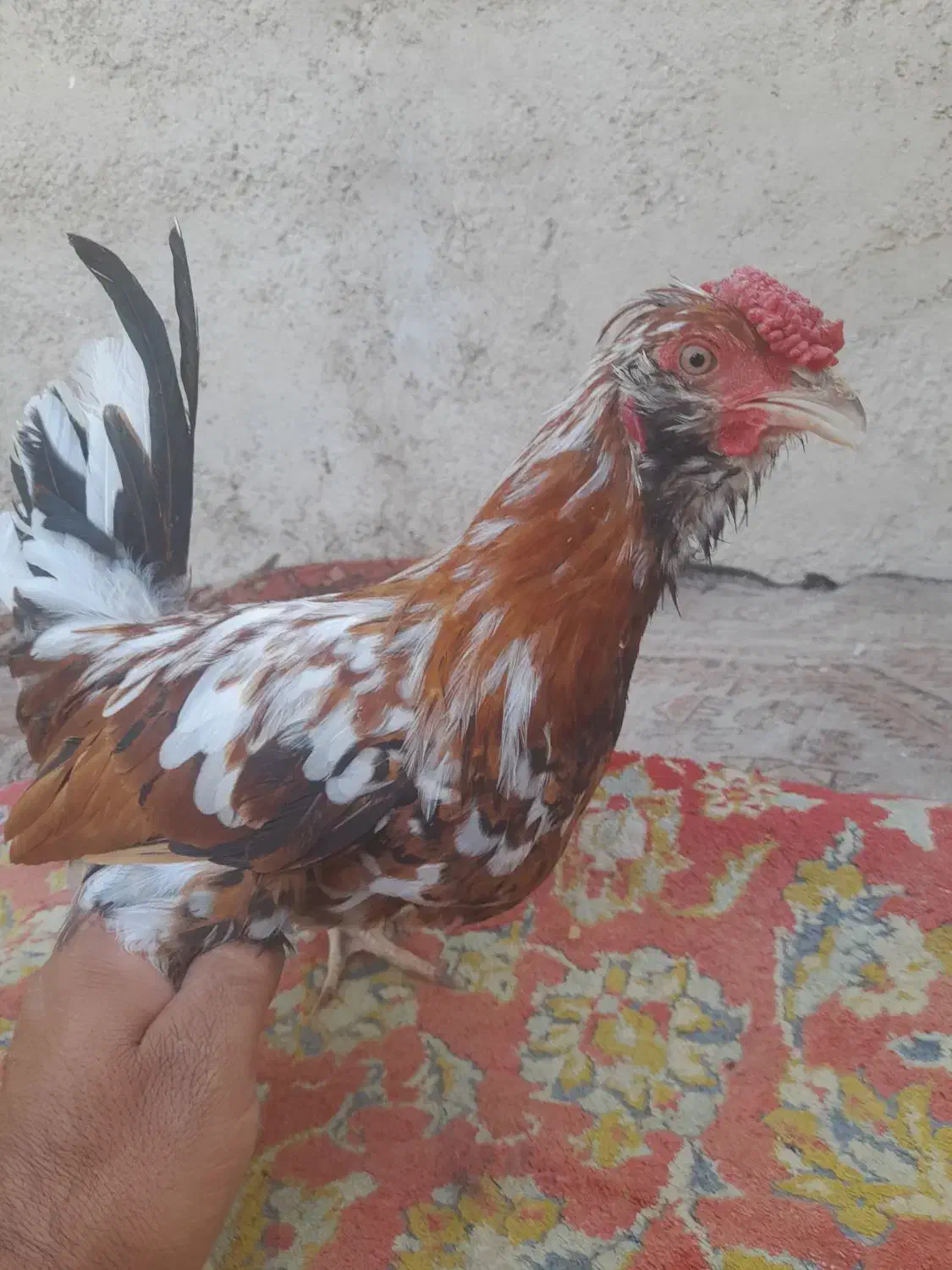 خروس گلین|حیوانات مزرعه|قرچک, زیبا شهر|دیوار