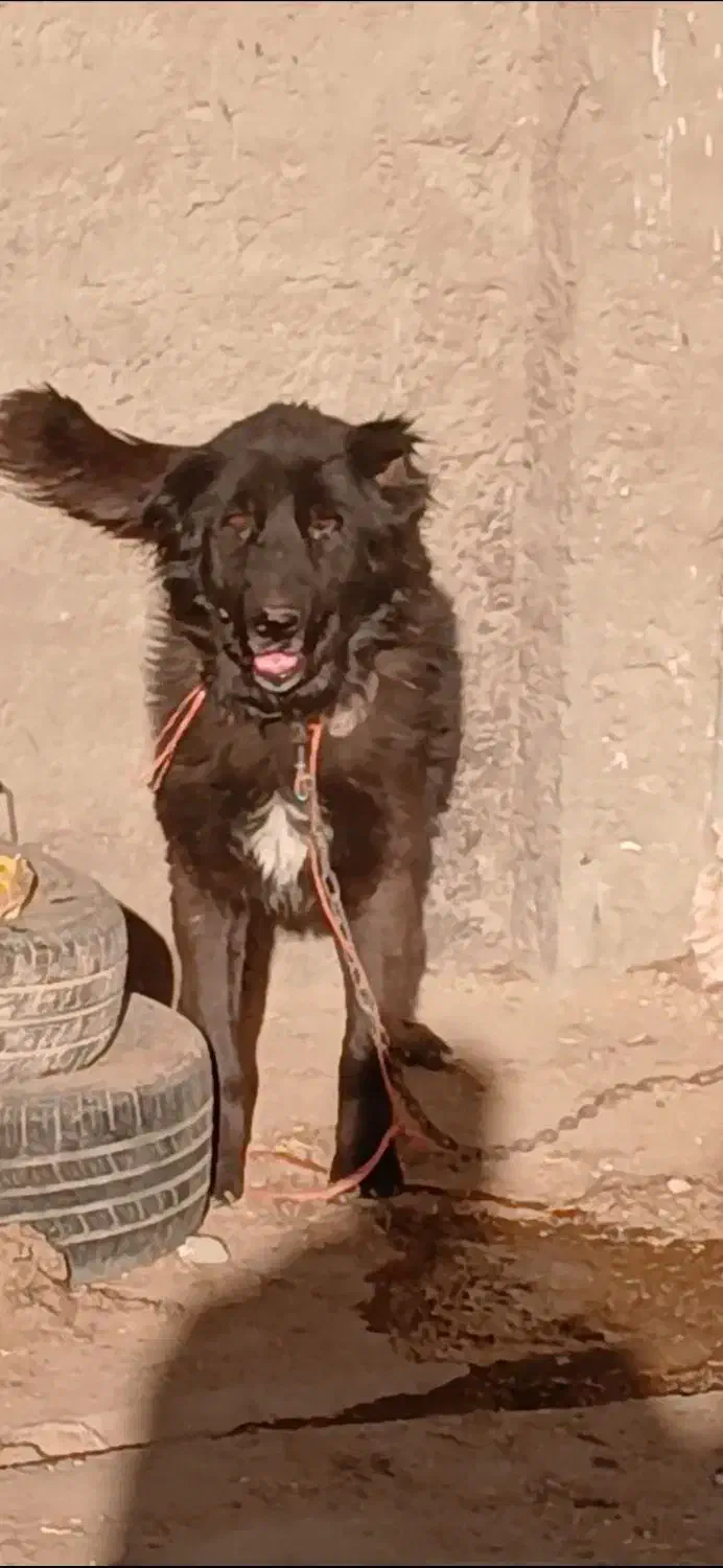 سگ نر|سگ|حبیب آباد, |دیوار