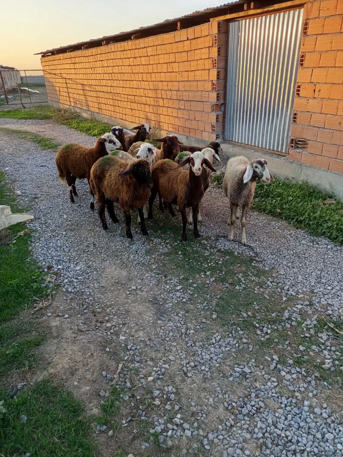 ده راس توقلی جنس خوب ماده|حیوانات مزرعه|سیمین شهر, |دیوار