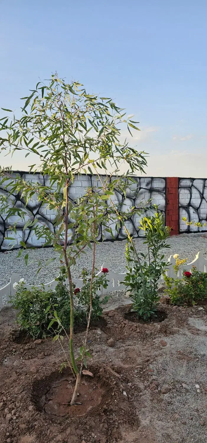 باغچه ۲۵۰ متری سند تک برگ|فروش زمین و ملک کلنگی|تهران, یافت آباد جنوبی|دیوار