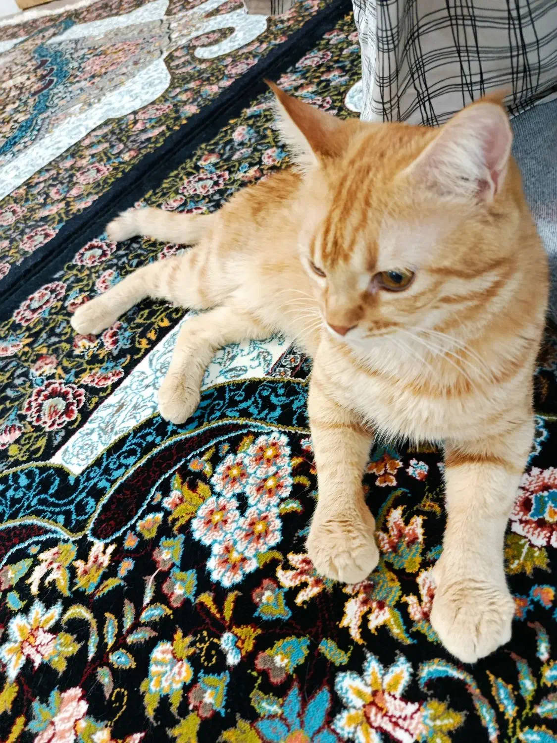 گربه|گربه|قم, کلهری|دیوار